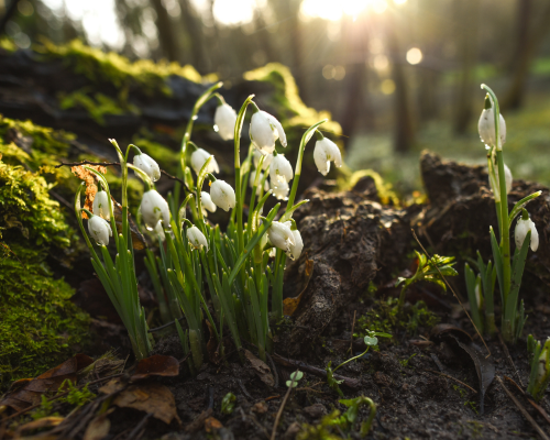 Snowdrop Walks