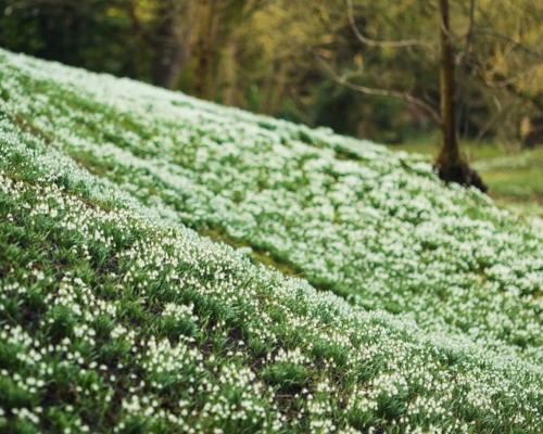 Snowdrop Walks