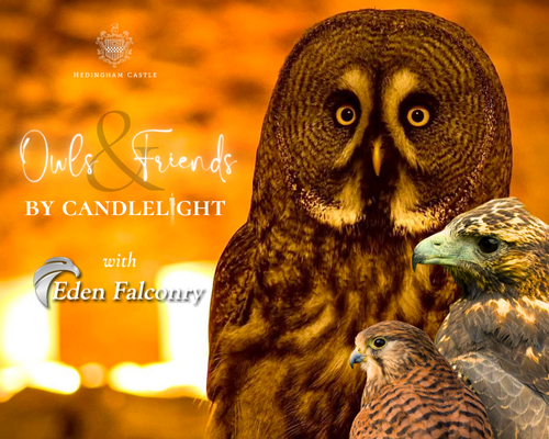 Owls and Friends